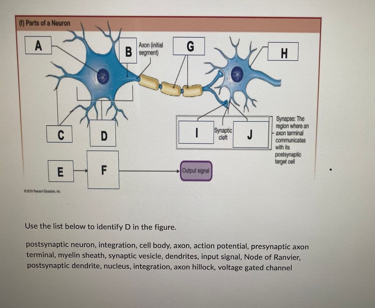 (f) Parts of a Neuron
A
Axon (initial
B segment)
G
H
C
D
|
Synapse: The
region where an
axon terminal
communicates
with its
postsynaptic
target cell
E
F
Output signal
02019 Person Education, Inc.
Use the list below to identify D in the figure.
postsynaptic neuron, integration, cell body, axon, action potential, presynaptic axon
terminal, myelin sheath, synaptic vesicle, dendrites, input signal, Node of Ranvier,
postsynaptic dendrite, nucleus, integration, axon hillock, voltage gated channel
Synaptic
cleft
J