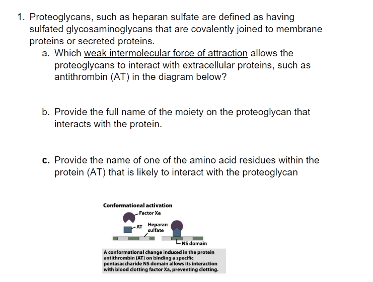 1. Proteoglycans, such as heparan sulfate are defined as having
sulfated glycosaminoglycans that are covalently joined to membrane
proteins or secreted proteins.
a. Which weak intermolecular force of attraction allows the
proteoglycans to interact with extracellular proteins, such as
antithrombin (AT) in the diagram below?
b. Provide the full name of the moiety on the proteoglycan that
interacts with the protein.
c. Provide the name of one of the amino acid residues within the
protein (AT) that is likely to interact with the proteoglycan
Conformational activation
Factor Xa
AT Heparan
sulfate
- NS domain
A conformational change induced in the protein
antithrombin (AT) on binding a specific
pentasaccharide NS domain allows its interaction
with blood clotting factor Xa, preventing clotting.