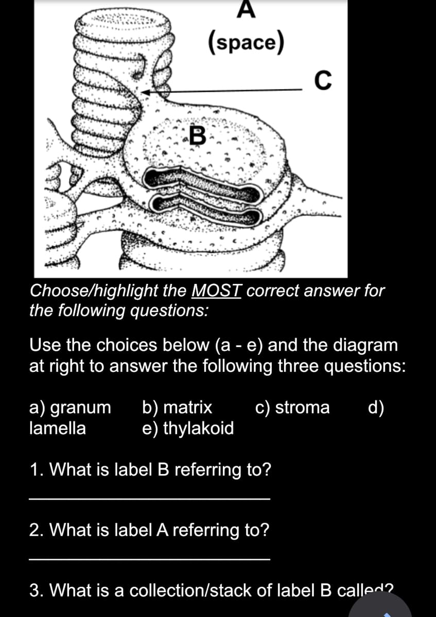 A
(space)
B
3
Choose/highlight the MOST correct answer for
the following questions:
C
Use the choices below (a - e) and the diagram
at right to answer the following three questions:
c) stroma d)
a) granum
b) matrix
lamella
e) thylakoid
1. What is label B referring to?
2. What is label A referring to?
3. What is a collection/stack of label B called?