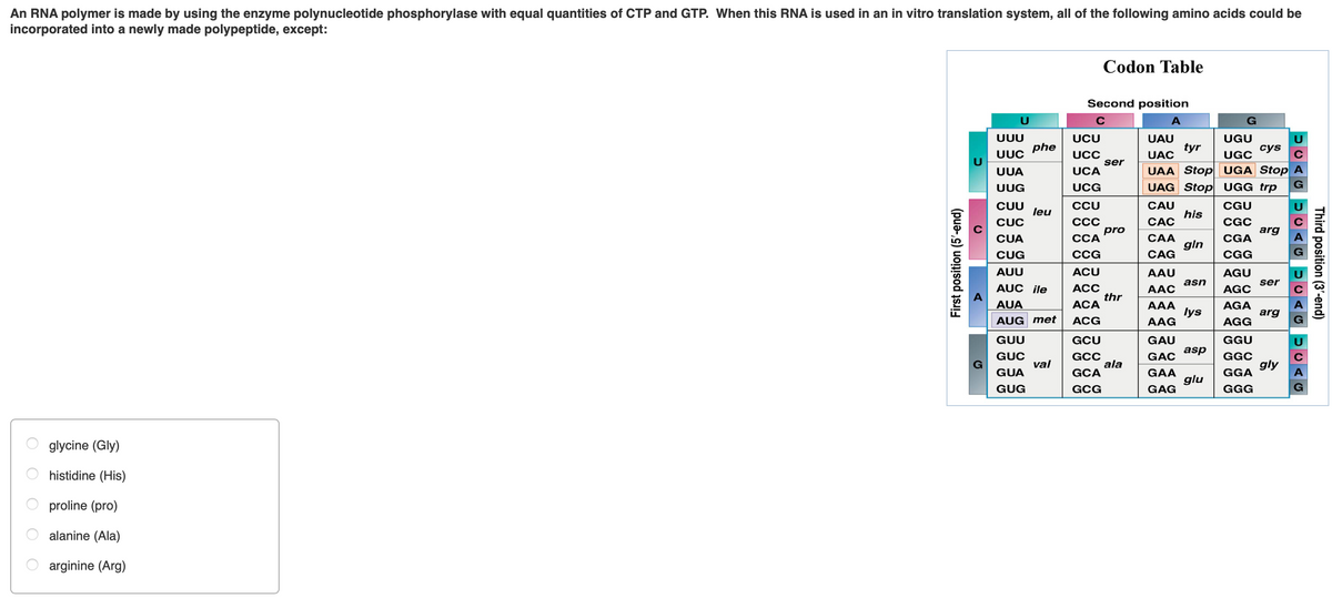 An RNA polymer is made by using the enzyme polynucleotide phosphorylase with equal quantities of CTP and GTP. When this RNA is used in an in vitro translation system, all of the following amino acids could be
incorporated into a newly made polypeptide, except:
Codon Table
Second position
C
UUU
UCU
UAU
UGU
phe
tyr
сys
UUC
UCC
UAC
UGC
ser
UAA Stop UGA Stop
UAG Stop UGG trp
UUA
UCA
UUG
UCG
CUU
CCU
CAU
CGU
leu
his
ССС
pro
ССА
CỤC
САС
CGC
arg
CỦA
САА
CGA
gln
CUG
CCG
CAG
CGG
AUU
ACU
AAU
AGU
asn
ser
AUC ile
ACC
thr
АCА
AAC
AGC
AUA
AAA
lys
AAG
AGA
arg
AUG met
ACG
AGG
GUU
GCU
GAU
GGU
asp
GUC
GCC
ala
GCA
GẠC
GGC
val
gly
GUA
GAA
GGA
glu
GUG
GCG
GAG
GGG
glycine (Gly)
histidine (His)
proline (pro)
alanine (Ala)
arginine (Arg)
Third position (3'-end)
AGUCAG
First position (5'-end)

