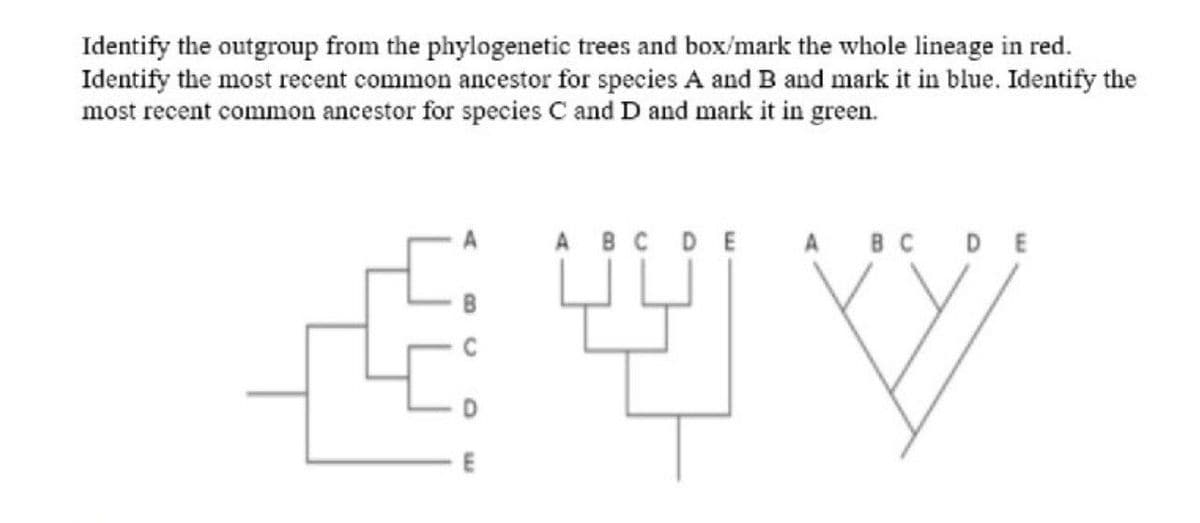 Identify the outgroup from the phylogenetic trees and box/mark the whole lineage in red.
Identify the most recent common ancestor for species A and B and mark it in blue. Identify the
most recent common ancestor for species C and D and mark it in green.
E
A B C D E
B C D E