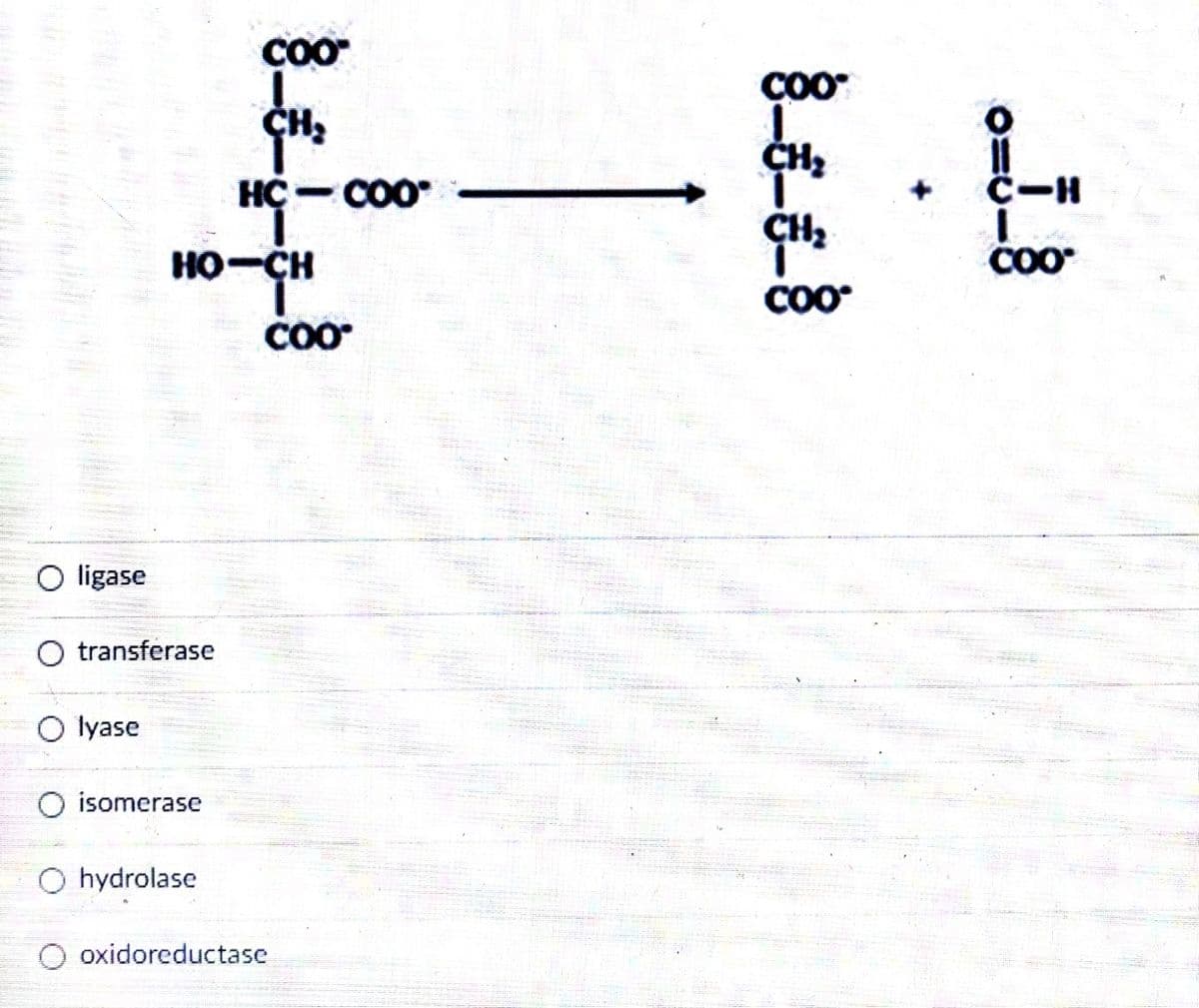 COO
HC- CO0
C-H
HO-CH
COO
CO0
O ligase
O transferase
O lyase
O isomerase
O hydrolase
oxidoreductase
