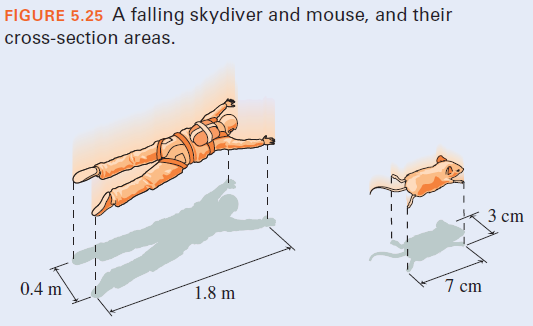 FIGURE 5.25 A falling skydiver and mouse, and their
cross-section areas.
3 сm
7 cm
0.4 m
1.8 m
