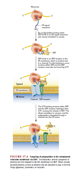 Ribosome
ER signal
xaquence
Ass pokpeptidea being muda
SRP bindtan ER signial sequence
nd caum traralation to paun.
SRP binda to an SAP receptor in the
ER membrane, which a located nast
toa channel. Forthis binding to oce,
proteira within SRP wnd the SRP
recaptor mut abo be bound by GTP.
Cytomal
ER membran
ER lumen
Charnel SRP receptor
The GTPbinding proteina wthin SRP
nd the SRP recaptor hydralyre their
CTP, Caing the relemn of SRP. The
lowa trunalation to reauma, and the
polypeptide i threded through
channal nto the ER lumen
FIGURE 17.6 Tarwting of paypeptites lo the endoplamt
retkulum mentrae via SRP. Ineukaryoes, ve ral categories of
proicins are fiest largeled to the IR membrane via SRP. These include
ecreied proleins z well as proleins that are destined to stay in the ER,
Golgi apparatus, lysosomes, or vacuoles.

