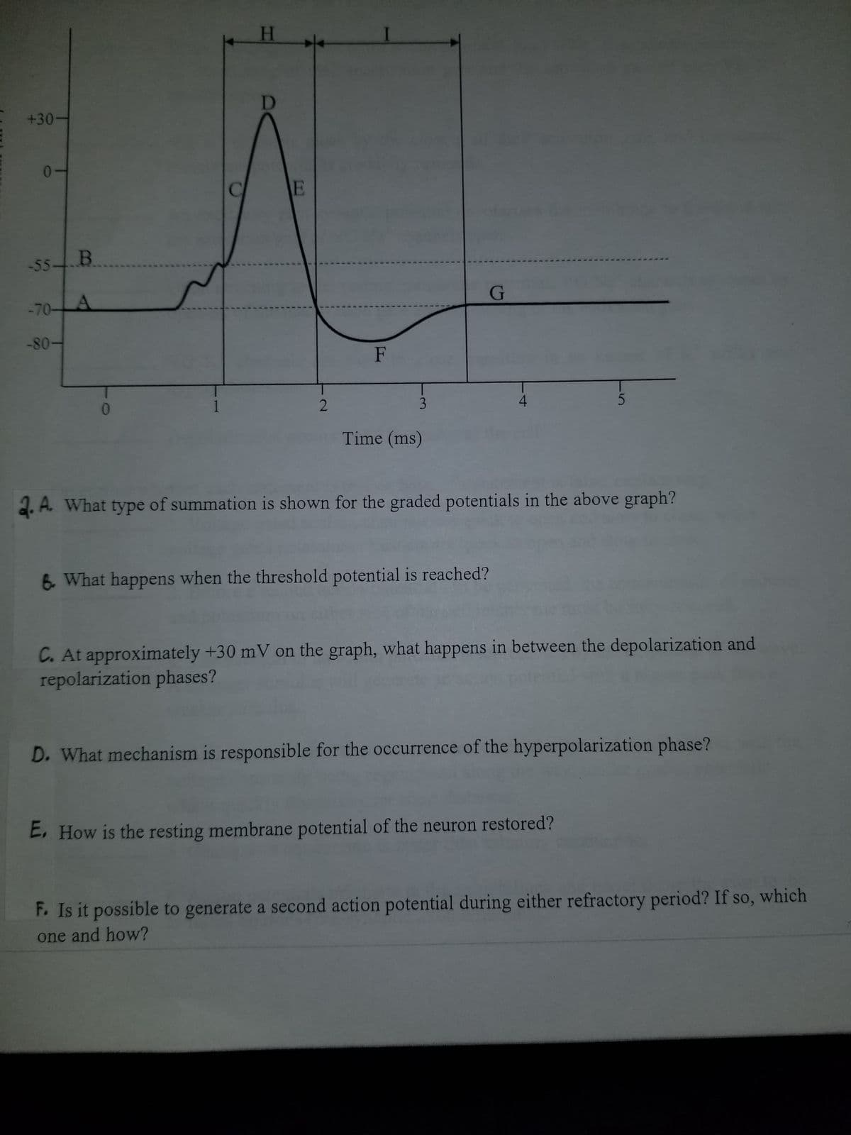 +30
0
-55-B
-70-
-80-
0
1
H
E
2
F
3
Time (ms)
G
4
6. What happens when the threshold potential is reached?
2. A. What type of summation is shown for the graded potentials in the above graph?
5
C. At approximately +30 mV on the graph, what happens in between the depolarization and
repolarization phases?
D. What mechanism is responsible for the occurrence of the hyperpolarization phase?
E. How is the resting membrane potential of the neuron restored?
F. Is it possible to generate a second action potential during either refractory period? If so, which
one and how?