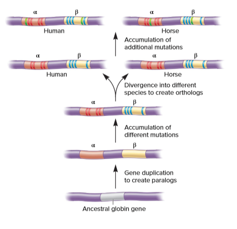 Human
Horse
Accumulation of
additional mutations
Human
Horse
Divergence into different
species to create orthologs
Accumulation of
different mutations
Gene duplication
to create paralogs
Ancestral globin gene
