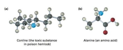 (a)
(b)
Coniine (the toxic substance
Alanine (an amino acid)
in poison hemlock)
