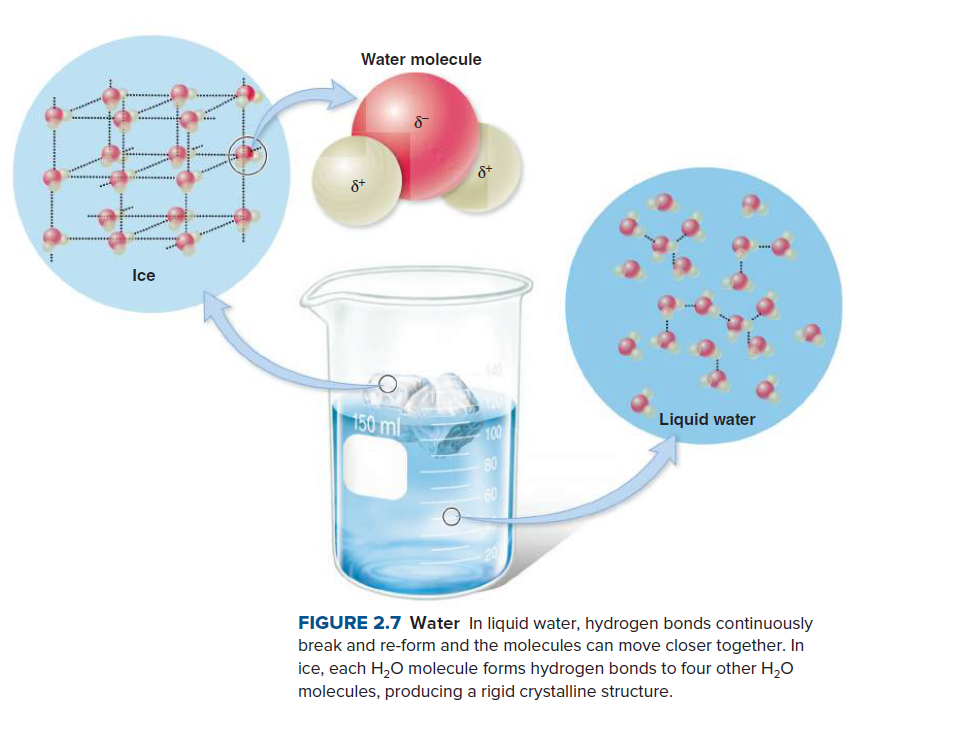 Water molecule
Ice
150 ml
Liquid water
FIGURE 2.7 Water In liquid water, hydrogen bonds continuously
break and re-form and the molecules can move closer together. In
ice, each H,O molecule forms hydrogen bonds to four other H,0
molecules, producing a rigid crystalline structure.
