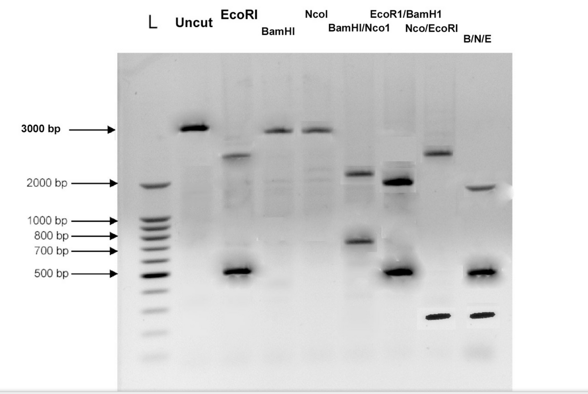 3000 bp
2000 bp
1000 bp
800 bp
700 bp
500 bp-
L Uncut
EcoRI
BamHI
Ncol
EcoR1/BamH1
BamHI/Nco1 Nco/EcoRI
11
B/N/E