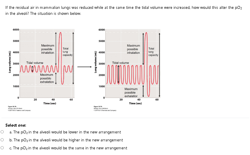 If the residual air in mammalian lungs was reduced while at the same time the tidal volume were increased, how would this alter the po,
in the alveoli? The situation is shown below.
6000
6000
5000
5000
Мaxхimum
Maximum
Total
Total
possible
inhalation
possible
inhalation
lung
lung
сараcity
4000
4000
сараcity
3000
Tidal volurme
3000
Tidal volume
2000
Мaхimum
2000
possible
exhalation
1000
1000
Maximum
possible
exhalatior
20
40
60
20
40
60
Time (sec)
Time (sec)
Figee
logy t
e214W.H. nan e
Fige 1
Bolag How e eás
e 2014WHanrd Cerpany
Select one:
a. The pO2 in the alveoli would be lower in the new arrangement
b. The pOz in the alveoli would be higher in the new arrangement
c. The pOz in the alveoli would be the same in the new arrangement
Lung volume (mL)
Lung volume (mL)
