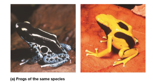 (a) Frogs of the same specles
