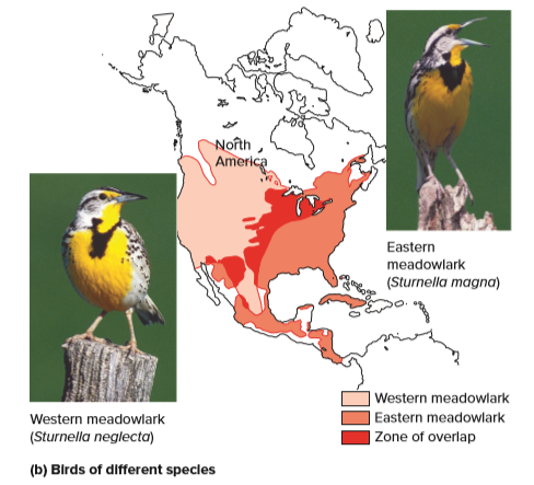 Noîth
America
Eastern
meadowlark
(Sturnella magna)
| Western meadowlark
Western meadowlark
Eastern meadowlark
(Sturnella neglecta)
Zone of overlap
(b) Blrds of different specles
