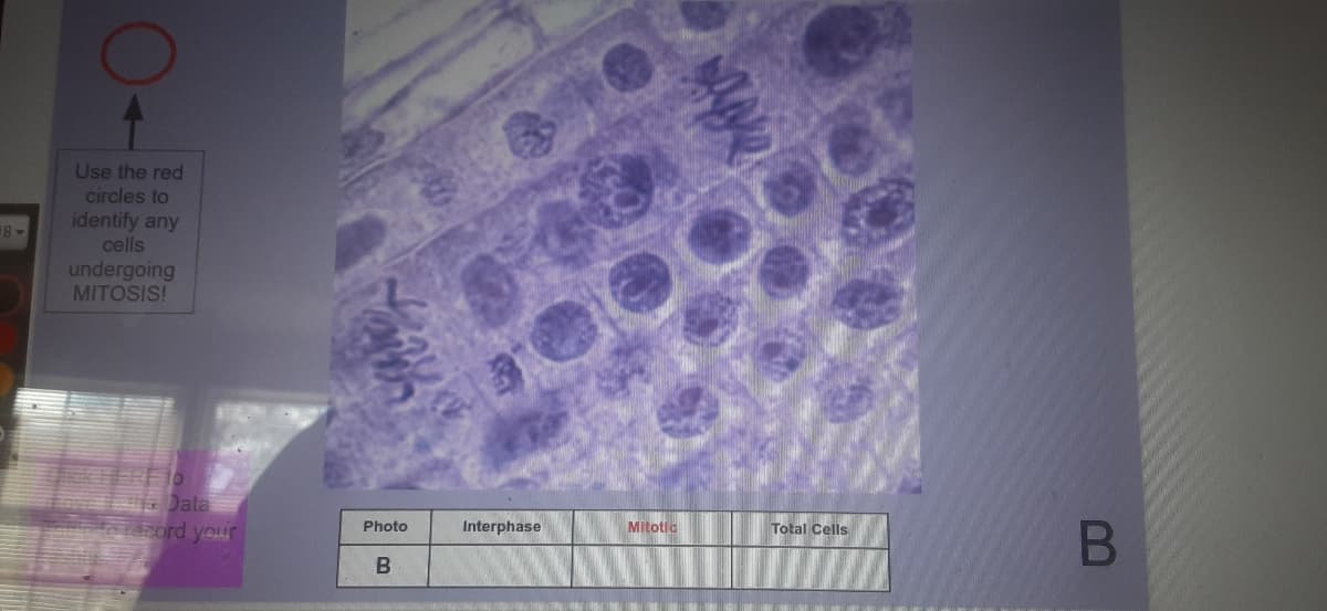 Use the red
circles to
identify any
18-
cells
undergoing
MITOSIS!
ata
record your
Photo
Interphase
Mitotic
Total Cells
