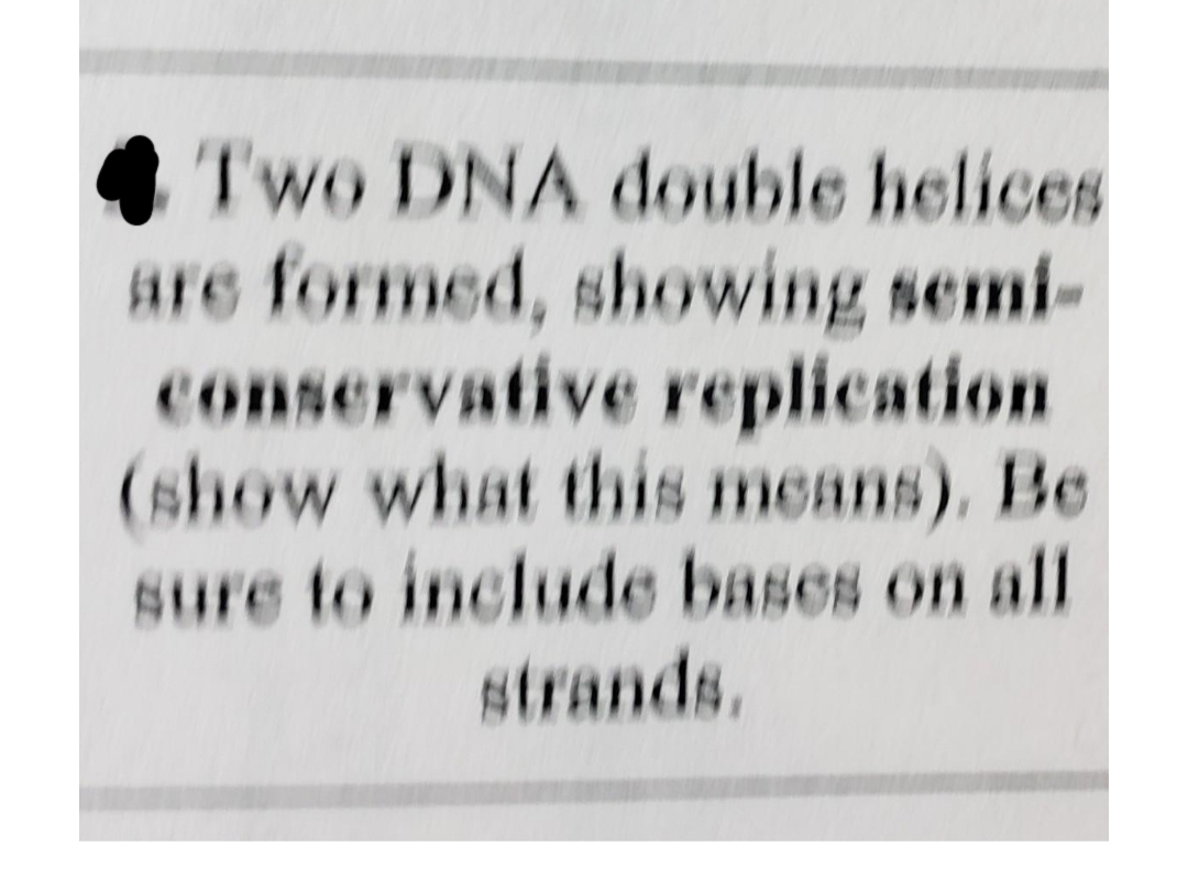 Two DNA double helices
are formed, showing semi-
conservative replication
(show what this means). Be
sure to include bases on all
strands,
