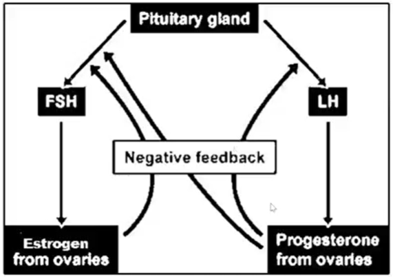 Pituitary gland
FSH
LH
Negative feedback
Estrogen
from ovaries
Progesterone
from ovarles
