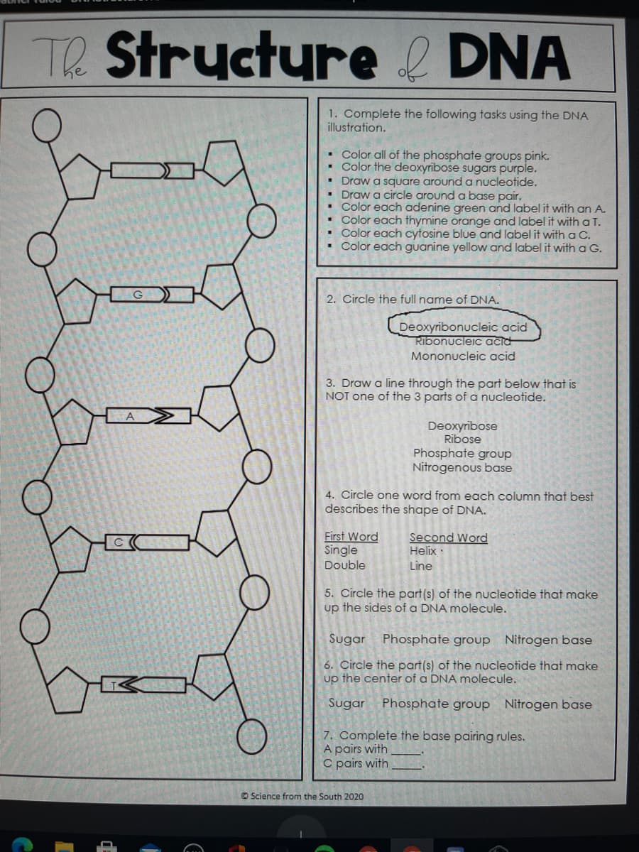 The
e Structure DNA
1. Complete the following tasks using the DNA
illustration.
• Color all of the phosphate groups pink.
Color the deoxyribose sugars purple.
Draw a square around a nucleotide.
Draw a circle around a base pair.
Color each adenine green and label it with an A.
• Color each thymine orange and label it with a T.
Color each cytosine blue and label it with a C.
Color each guanine yellow and label it witha G.
2. Circle the full name of DNA.
Deoxyribonucleic acid
Ribonucleic acid
Mononucleic acid
3. Draw a line through the part below that is
NOT one of the 3 parts of a nucleotide.
Deoxyribose
Ribose
Phosphate group
Nitrogenous base
4. Circle one word from each column that best
describes the shape of DNA.
First Word
Single
Double
Second Word
Helix :
Line
5. Circle the part(s) of the nucleotide that make
up the sides of a DNA molecule.
Sugar
Phosphate group Nitrogen base
6. Circle the part(s) of the nucleotide that make
up the center of a DNA molecule.
Sugar Phosphate group Nitrogen base
7. Complete the base pairing rules.
A pairs with
pairs with
O Science from the South 2020
