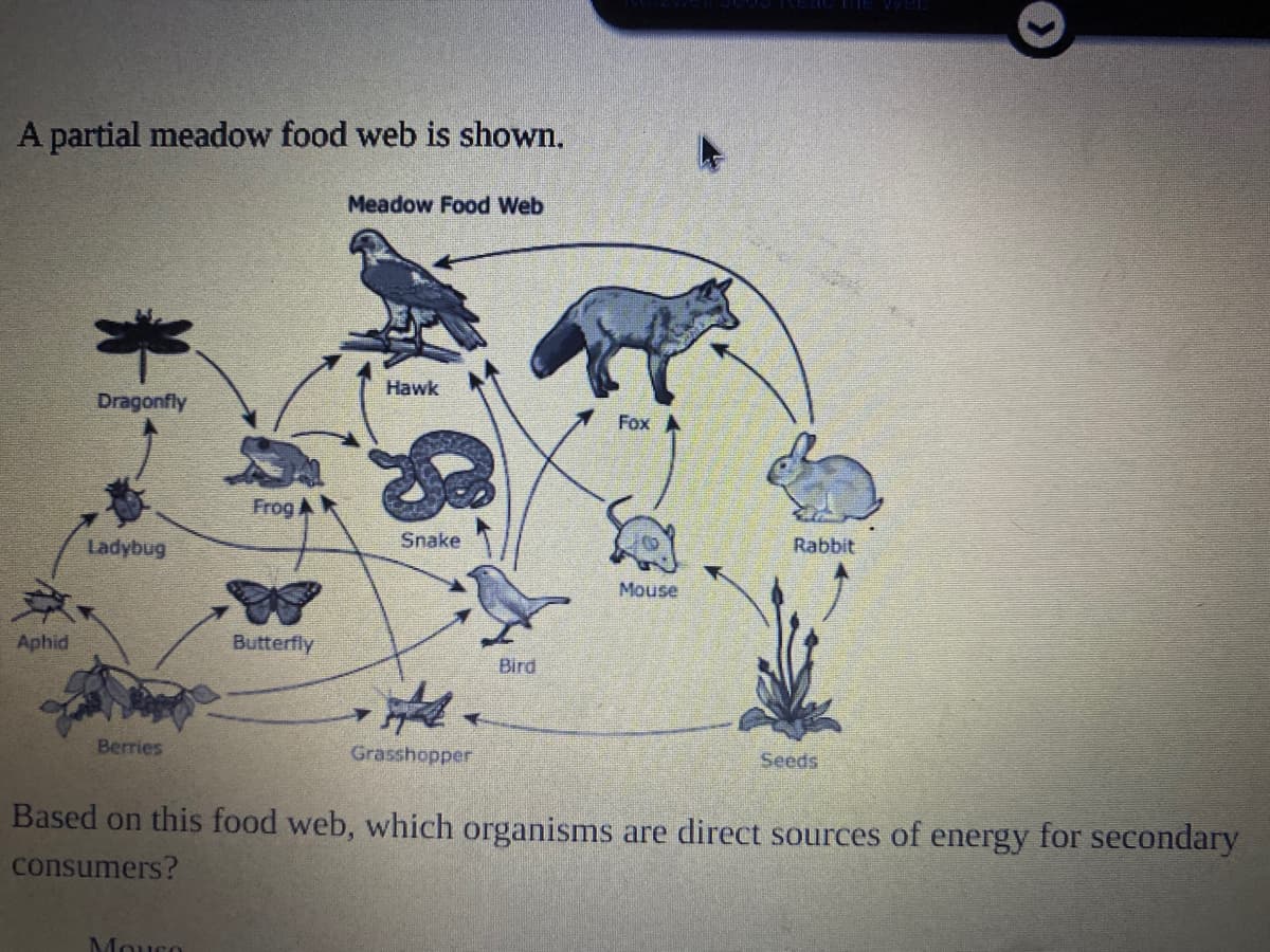 A partial meadow food web is shown.
Meadow Food Web
Hawk
Dragonfly
Fox
Frog
Snake
Rabbit
Ladybug
Mouse
Aphid
Butterfly
Bird
Berries
Grasshopper
Seeds
Based on this food web, which organisms are direct sources of energy for secondary
consumers?
Mouce
