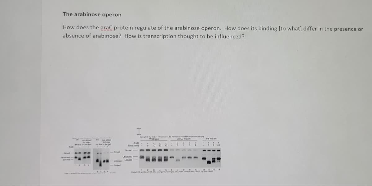 The arabinose operon
How does the araC protein regulate of the arabinose operon. How does its binding [to what] differ in the presence or
absence of arabinose? How is transcription thought to be influenced?
I
splay
Copyright The Companies, mutant
Ara added
to loops
No Ara in the pe
AC
Am
²4
Nicked
AraC
Nicked
Unlooped-
Unlooped Looped
12 13 14