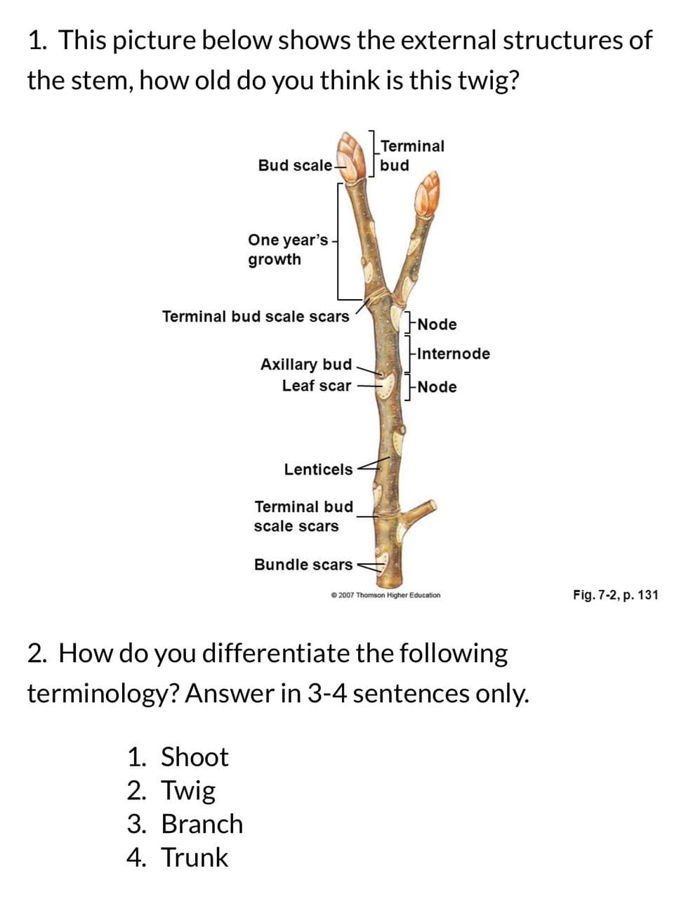 1. This picture below shows the external structures of
the stem, how old do you think is this twig?
Bud scale-
One year's-
growth
Terminal bud scale scars
1. Shoot
2. Twig
3. Branch
4. Trunk
Axillary bud
Leaf scar
Lenticels
Terminal bud
scale scars
Bundle scars
Terminal
bud
Node
-Internode
-Node
Ⓒ2007 Thomson Higher Education
2. How do you differentiate the following
terminology? Answer in 3-4 sentences only.
Fig. 7-2, p. 131