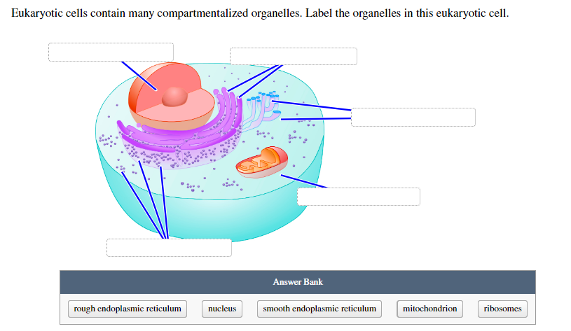 Eukaryotic cells contain many compartmentalized organelles. Label the organelles in this eukaryotic cell.
rough endoplasmic reticulum
nucleus
Answer Bank
smooth endoplasmic reticulum
mitochondrion
ribosomes