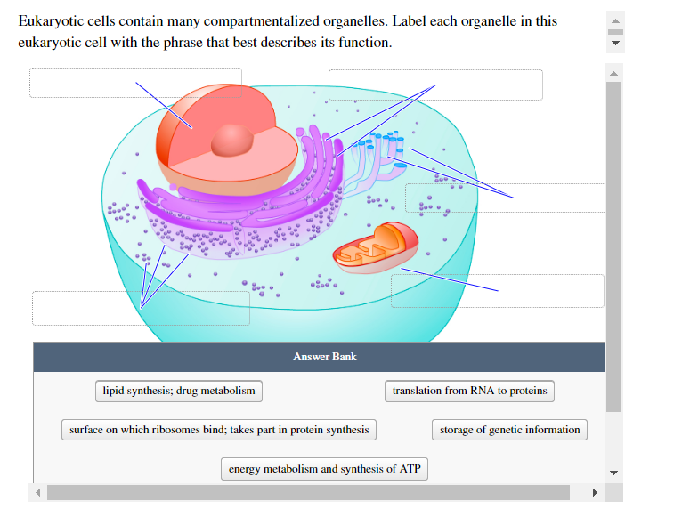 Eukaryotic cells contain many compartmentalized organelles. Label each organelle in this
eukaryotic cell with the phrase that best describes its function.
lipid synthesis; drug metabolism
Answer Bank
surface on which ribosomes bind; takes part in protein synthesis
translation from RNA to proteins
energy metabolism and synthesis of ATP
storage of genetic information