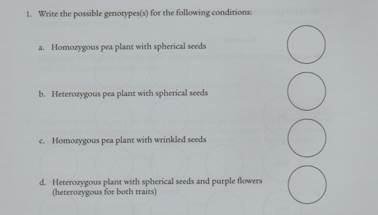 1. Write the possible genotypes(s) for the following conditions:
a. Homozygous pea plant with spherical seeds
b. Heterozygous pea plant with spherical seeds
c. Homozygous pea plant with wrinkled seeds
d. Heterozygous plant with spherical seeds and purple flowers
(heterozygous for both traits)
