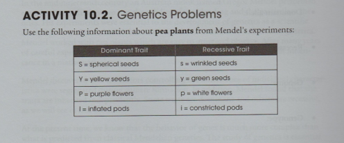 ACTIVITY 10.2. Genetics Problems
Use the following information about pea plants from Mendel's experiments:
Dominant Trait
Recessive Trait
S= spherical seeds
S = wrinkled seeds
Y = yellow seeds
y= green seods
P= purple flowers
p= white flowers
I= inflated pods
i = constricted pods
