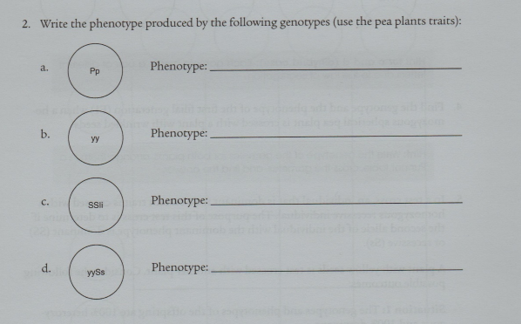 2. Write the phenotype produced by the following genotypes (use the pea plants traits):
Phenotype:
a.
Pp
b.
Phenotype: .
Phenotype:
с.
SSi
d.
Phenotype:,
yyss

