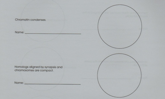 Chromatin condenses.
Name:
Homologs aligned by synapsis and
chromosomes are compact.
Name:
