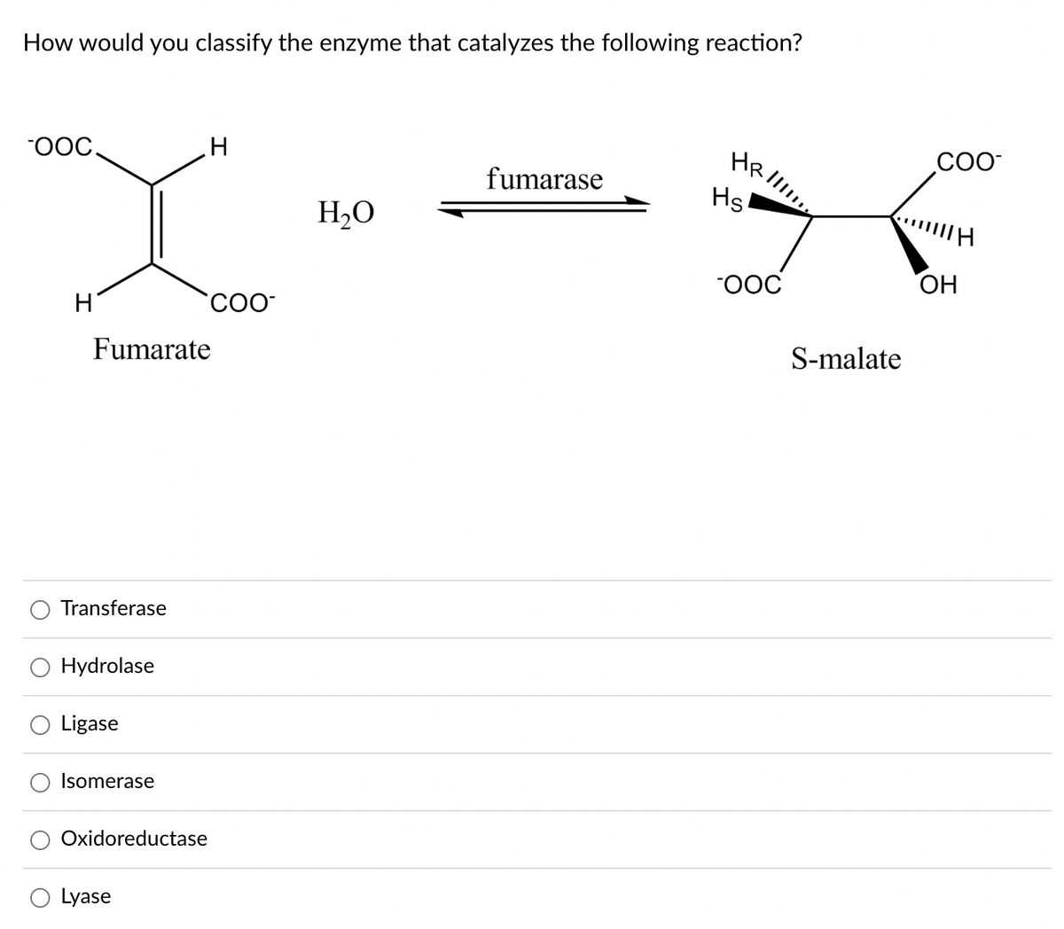 How would you classify the enzyme that catalyzes the following reaction?
-OOC.
H
Transferase
Fumarate
Hydrolase
Ligase
Isomerase
Oxidoreductase
H
Lyase
COO
H₂O
fumarase
HRII!!!!!
Hs
OOC
S-malate
COO-
OH