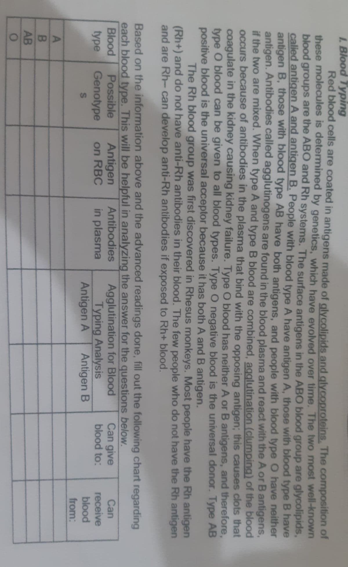 1. Blood Typing
Red blood cells are coated in antigens made of glycolipids and glycoproteins. The composition of
these molecules is determined by genetics, which have evolved over time. The two most well-known
blood groups are the ABO and Rh systems. The surface antigens in the ABO blood group are glycolipids,
calied antigen A and antigen B. People with blood type A have antigen A, those with blood type B have
antigen B, those with blood type AB have both antigens, and people with blood type O have neither
antigen. Antibodies called agglutinogens are found in the blood plasma and react with the A or B antigens,
if the two are mixed. When type A and type B blood are combined, agglutination (clumping) of the blood
occurs because of antibodies in the plasma that bind with the opposing antigen; this causes clots that
coagulate in the kidney causing kidney failure. Type O blood has neither A or B antigens, and therefore,
type O blood can be given to all blood types. Type O negative blood is the universal donor. Type AB
positive blood is the universal acceptor because it has both A and B antigen.
The Rh blood group was first discovered in Rhesus monkeys. Most people have the Rh antigen
(Rh+) and do not have anti-Rh antibodies in their blood. The few people who do not have the Rh antigen
and are Rh- can develop anti-Rh antibodies if exposed to Rh+ blood.
Based on the information above and the advanced readings done, fill out the following chart regarding
each blood type. This will be helpful in analyzing the answer for the questions below.
Can give
blood to:
Agglutination for Blood
Typing Analysis
Antigen A
Antibodies
Can
Antigen
on RBC
Blood
Possible
type
Genotype
in plasma
receive
blood
Antigen B
from:
AB
