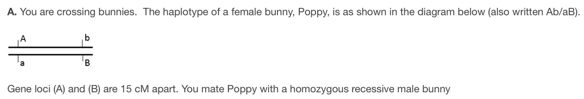 A. You are crossing bunnies. The haplotype of a female bunny, Poppy, is as shown in the diagram below (also written Ab/aB).
A
b
a
B
Gene loci (A) and (B) are 15 cM apart. You mate Poppy with a homozygous recessive male bunny