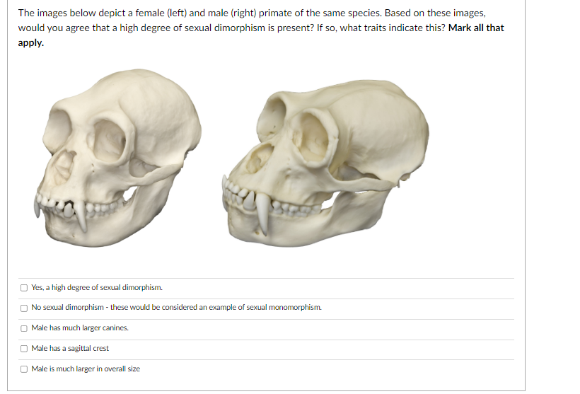 The images below depict a female (left) and male (right) primate of the same species. Based on these images,
would you agree that a high degree of sexual dimorphism is present? If so, what traits indicate this? Mark all that
apply.
U
Yes, a high degree of sexual dimorphism.
No sexual dimorphism - these would be considered an example of sexual monomorphism.
Male has much larger canines.
Male has a sagittal crest
Male is much larger in overall size