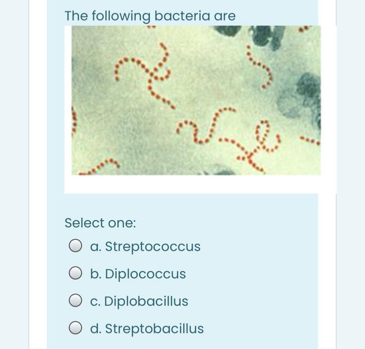 The following bacteria are
Select one:
O a. Streptococcus
O b. Diplococcus
c. Diplobacillus
O d. Streptobacillus
