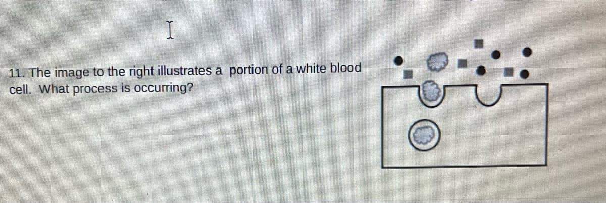 11. The image to the right illustrates a portion of a white blood
cell. What process is occurring?
