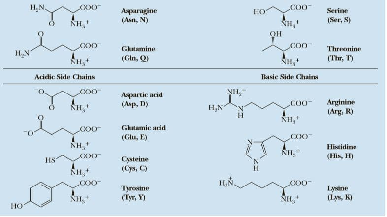 H,N.
COO
COO
Asparagine
(Asn, N)
HO
Serine
NH,+
NH,+
(Ser, S)
OH
COO
COO
Glutamine
Threonine
H,N
(Gln, Q)
NH,
(Thr, T)
ÑH,+
Acidic Side Chains
Basic Side Chains
COO
NH,
Aspartic acid
(Asp, D)
Arginine
(Arg, R)
COO-
NH,+
H,N
NH,+
COO
Glutamic acid
(Glu, E)
COO
NH,*
COO
Histidine
NH,+
(His, H)
Cysteine
(Cys, C)
HS
NH,
H,N
COO-
COO
Tyrosine
(Tyr, Y)
Lysine
(Lys, K)
NH,+
NH,+
HO
