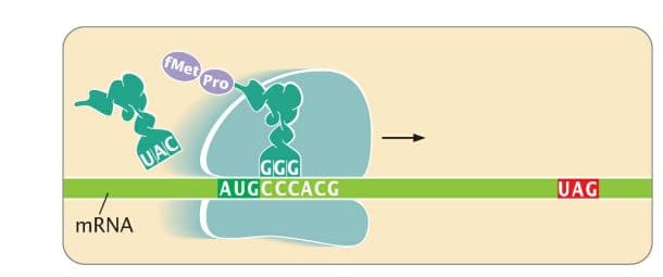 FMet pro
UAC
GGG
AUGCCCACG
UAG
MRNA
