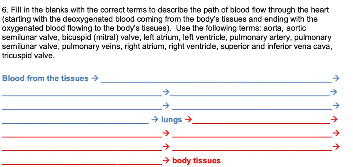 6. Fill in the blanks with the correct terms to describe the path of blood flow through the heart
(starting with the deoxygenated blood coming from the body's tissues and ending with the
oxygenated blood flowing to the body's tissues). Use the following terms: aorta, aortic
semilunar valve, bicuspid (mitral) valve, left atrium, left ventricle, pulmonary artery, pulmonary
semilunar valve, pulmonary veins, right atrium, right ventricle, superior and inferior vena cava,
tricuspid valve.
Blood from the tissues →
> lungs >
→ body tissues

