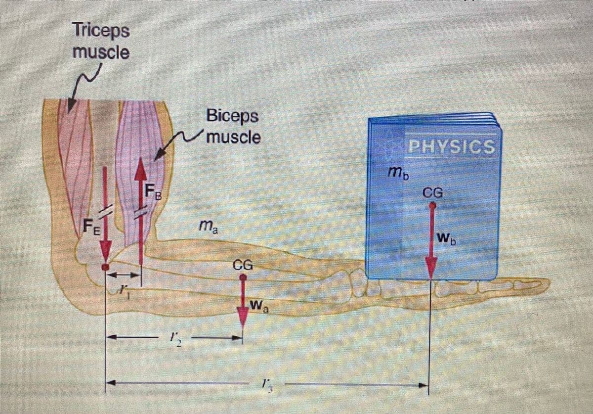 Triceps
muscle
Biceps
muscle
PHYSICS
m.
GG
F8
FE
WE
CG
Wa
