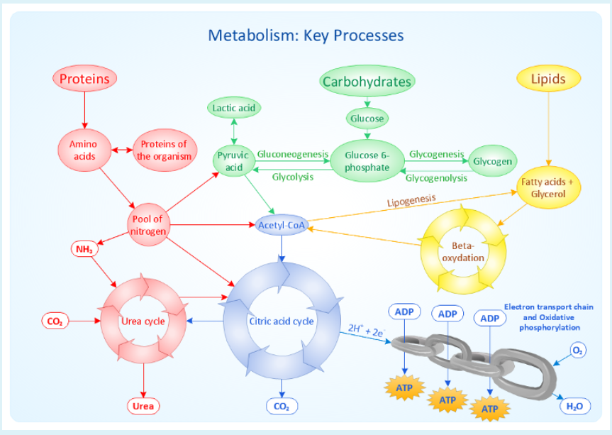 Metabolism: Key Processes
Proteins
Carbohydrates
Lipids
Lactic acid
Glucose
Proteins of
the organism
Amino
Pyruvic Gluconeogenesis
Glycogenesis
acids
Glucose 6-
Glycogen
acid
phosphate
Glycolysis
Glycogenolysis
Fatty acids +
Glycerol
Lipogenesis
Pool of
nitrogen
Acetyl CoA
NH,
Beta-
oxydation
ADP
Electron transport chain
ADP
Co.
Urea cycle
Citric acid cycde
ADP
and Oxidative
2H° + 2e
phosphorylation
АТР
ATP
Urea
АТР
H,0
