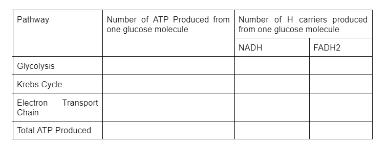 Number of ATP Produced from Number of H carriers produced
one glucose molecule
Pathway
from one glucose molecule
NADH
FADH2
Glycolysis
Krebs Cycle
Electron
Transport
Chain
Total ATP Produced
