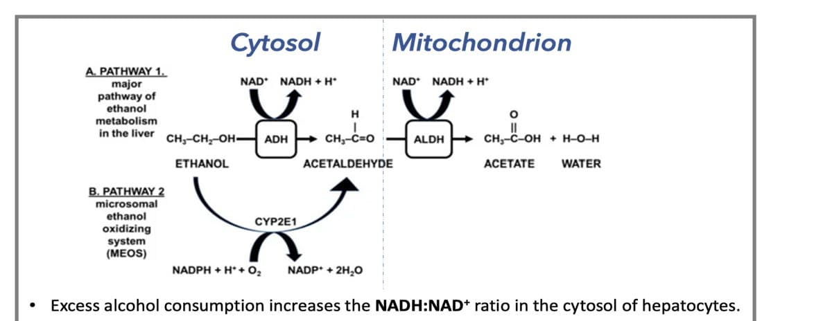 Cytosol
Mitochondrion
A. PATHWAY 1.
major
pathway of
ethanol
metabolism
NAD* NADH + H*
NAD* NADH + H*
in the liver CH,-CH,-OH ADH + CH,-C=O
CH;-C-OH + H-O-H
ALDH
ETHANOL
ACETALDEHYDE
АСЕТАТЕ
WATER
B. PATHWAY 2
microsomal
ethanol
CYP2E1
oxidizing
system
(MEOS)
NADPH + H* + O2
NADP* + 2H,O
Excess alcohol consumption increases the NADH:NAD* ratio in the cytosol of hepatocytes.
