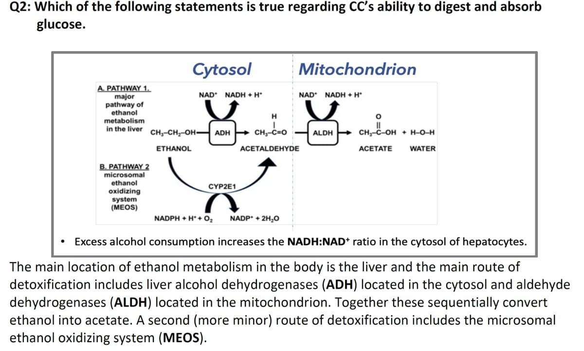 Q2: Which of the following statements is true regarding CC's ability to digest and absorb
glucose.
Cytosol
Mitochondrion
A. PATHWAY 1.
major
pathway of
ethanol
NAD* NADH + H*
NAD* NADH + H*
H
metabolism
in the liver
CH-CH,-OH- ADH
II
CH,-C-OH + H-O-H
CH,-C=O
ALDH
ETHANOL
АСЕTALDEHYDE
АСЕТАТE
WATER
B. PATHWAY 2
microsomal
ethanol
CYP2E1
oxidizing
system
(МEOS)
NADPH + H*+ 02
NADP* + 2H,0
Excess alcohol consumption increases the NADH:NAD* ratio in the cytosol of hepatocytes.
The main location of ethanol metabolism in the body is the liver and the main route of
detoxification includes liver alcohol dehydrogenases (ADH) located in the cytosol and aldehyde
dehydrogenases (ALDH) located in the mitochondrion. Together these sequentially convert
ethanol into acetate. A second (more minor) route of detoxification includes the microsomal
ethanol oxidizing system (MEOS).
