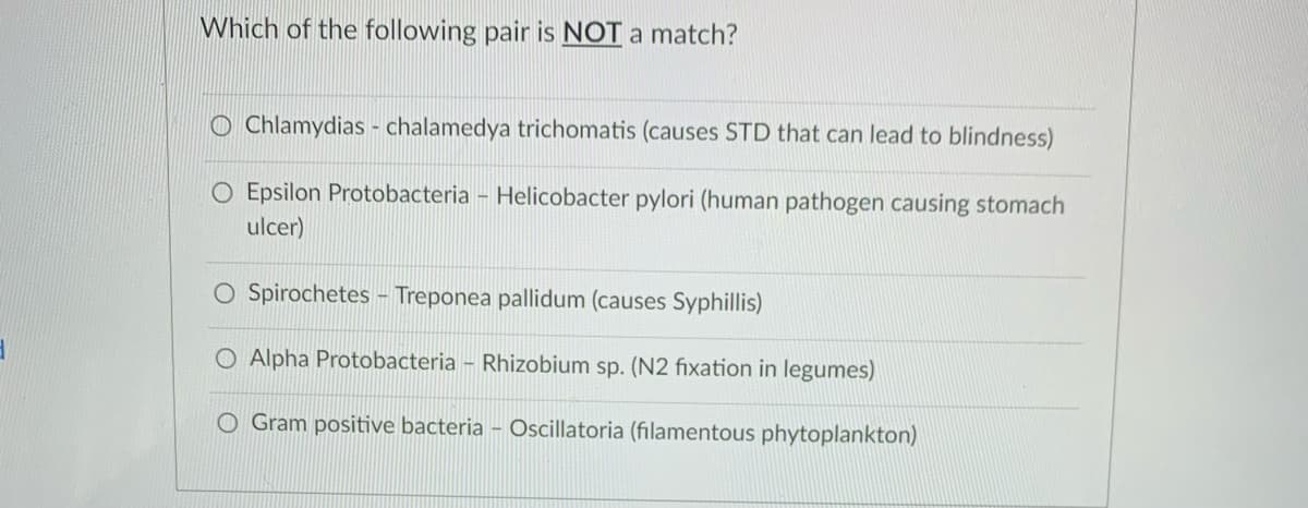 Which of the following pair is NOT a match?
O Chlamydias - chalamedya trichomatis (causes STD that can lead to blindness)
O Epsilon Protobacteria - Helicobacter pylori (human pathogen causing stomach
ulcer)
O Spirochetes - Treponea pallidum (causes Syphillis)
O Alpha Protobacteria – Rhizobium sp. (N2 fixation in legumes)
O Gram positive bacteria – Oscillatoria (filamentous phytoplankton)
