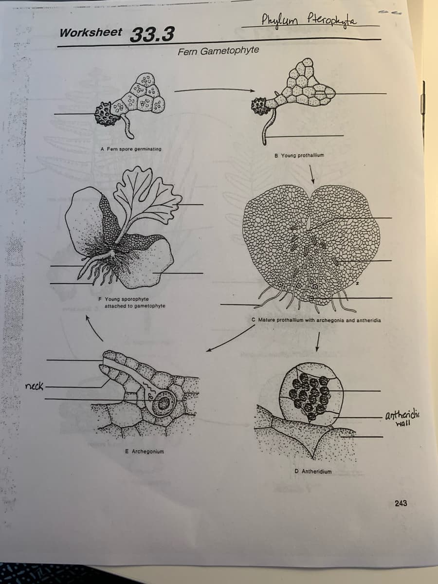 Phyfum Pteroplagte
Worksheet 33.3
Fern Gametophyte
A Fern spore germinating
B Young prothallium
F Young sporophyte
attached to gametophyte
C Mature prothallium with archegonia and antheridia
neck
- antheridie
wall
E Archegonium
D Antheridium
243
