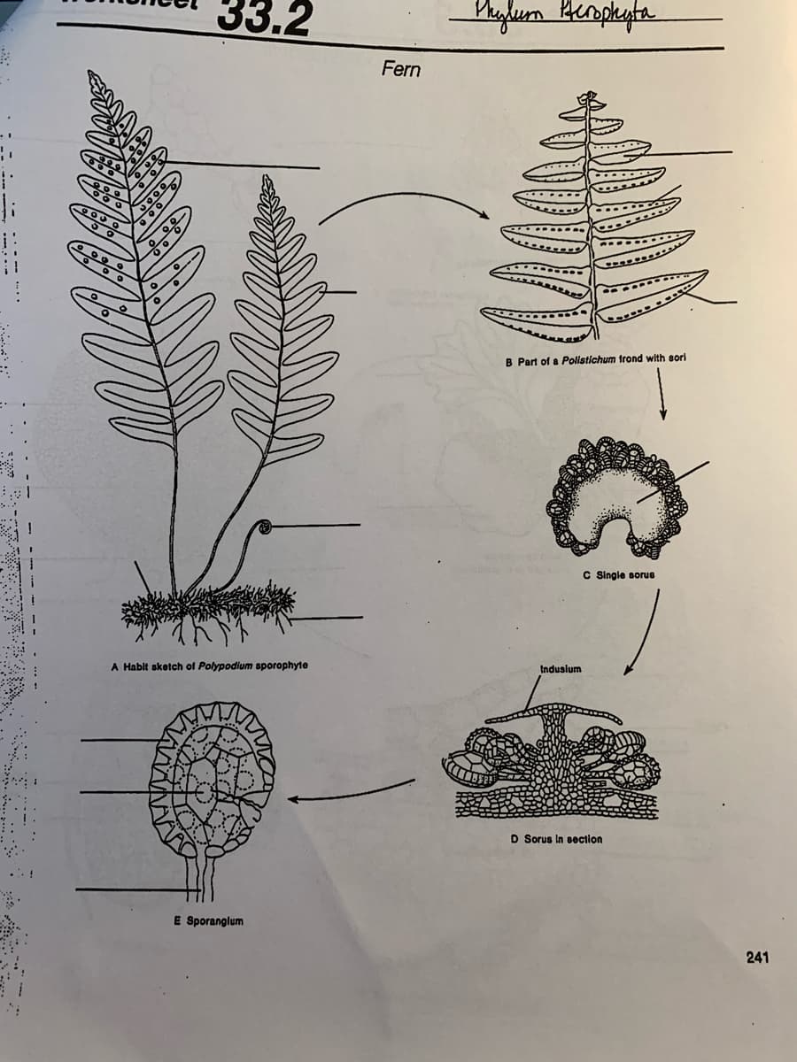 33.2
heglurn Hempkyta
Fern
B Part of a Polistichum trond with sori
C Single sorus
A Habit sketch of Polypodium sporophyte
tndusium
D Sorus in section
E Sporanglum
241
