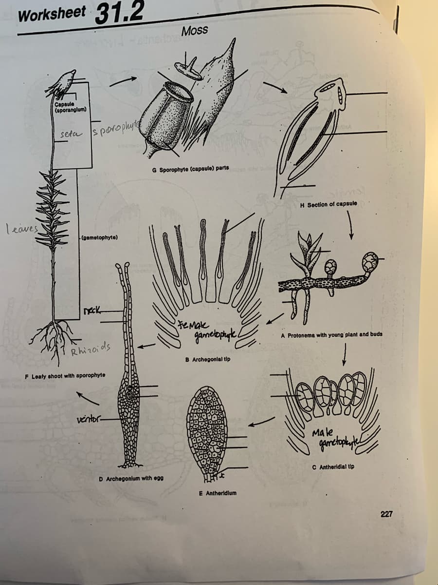 Worksheet
31.2
Moss
Сарaule
(eporanglum)
seta
s porophyt
G Sporophyte (capsule) parts
Stims
H Section of capsule
leaves
(gametophyte)
Deck
Female
A Protonema with young plant and buds
Rhizoids
B Archegonial tip
F Leafy shoot with aporophyte
vintor-
Male
D Archegonium with egg
C Antheridial tip
E Antherldlum
227
