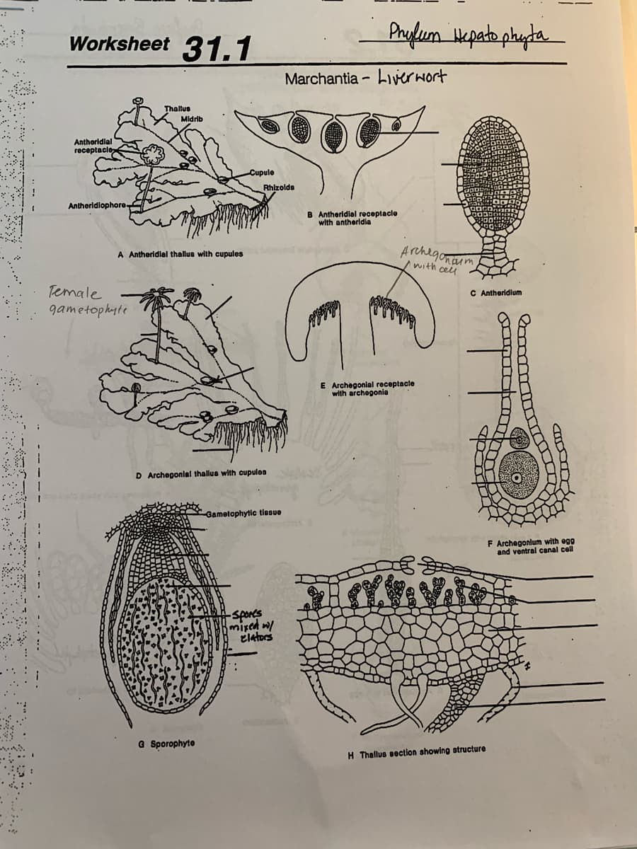 Worksheet 31,1
Prylum Hepate phyta
Marchantia - Llvierwort
Thallus
Midrib
Anthoridial
receptacle
Cupule
Rhizoids
Antheridiophore.
B Antheridlal receptacle
with antherldia
Archegonaum
A Antheridlal thallue with cupules
/with ceu
Temale
gametophyte
C Antheridlum
E Archegonial receptacle
with archegonia
D Archegonlel thallus with cupulos
Gametophytic tissue
F Archegonlum with egg
and ventral canal cell
-spores
mixed w/
Elators
a Sporophyte
H Thallus section showing structure

