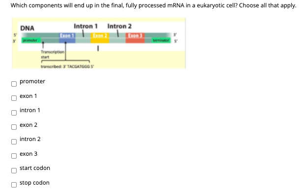 Which components will end up in the final, fully processed mRNA in a eukaryotic cell? Choose all that apply.
Intron 1 Intron 2
Exon 1
DNA
Exon 3
3romoter
terminator
Transcription
start
transcribed: Y TACGATGGG S
promoter
exon 1
intron 1
exon 2
intron 2
exon 3
start codon
stop codon

