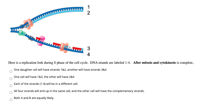 1
2
3
4
Here is a replication fork during S phase of the cell cycle. DNA strands are labeled 1-4. After mitosis and cytokinesis is complete,
One daughter cell will have strands 1&2, another will have strands 3&4
One cell will have 1&3, the other will have 2&4
Each of the strands (1-4) will be in a different cell.
All four strands will end up in the same cell, and the other cell will have the complementary strands.
Both A and B are equally likely.
